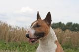 BULL TERRIER MINIATURE 034